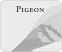 Pigeon Audio